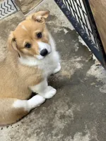 Corgi pup #2, a male Pembroke Welsh Corgi for sale in Leeton, MO – 4 of 5