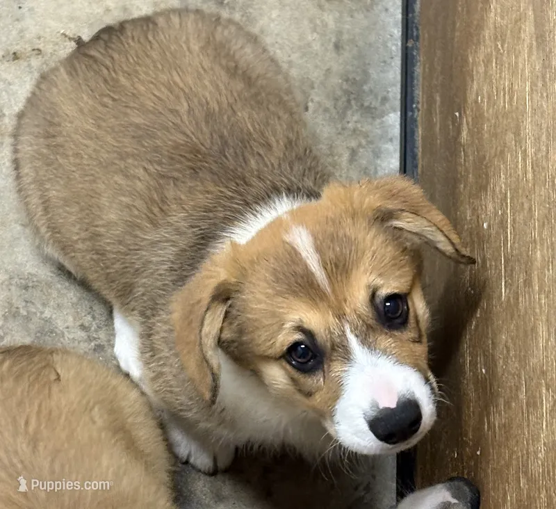 Corgi Male #1 – Pembroke Welsh Corgi puppy for sale in Leeton, MO
