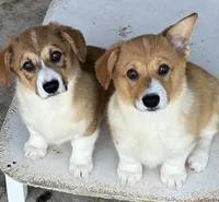 Corgi Male #1, a male Pembroke Welsh Corgi for sale in Leeton, MO – 3 of 3