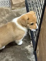 Corgi pup #2, a male Pembroke Welsh Corgi for sale in Leeton, MO – 5 of 5