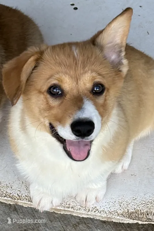 Corgi pup #2 – Pembroke Welsh Corgi puppy for sale in Leeton, MO