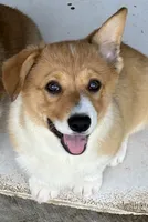 Corgi pup #2, a male Pembroke Welsh Corgi for sale in Leeton, MO – 1 of 5
