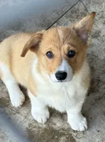 Corgi pup #2, a male Pembroke Welsh Corgi for sale in Leeton, MO – 2 of 5