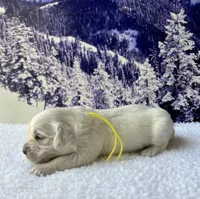Yellow Girl, a female English Cream Golden Retriever for sale in Etna, CA – Photo 10 of 10