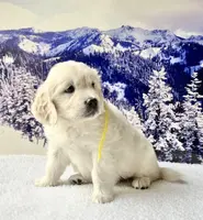 Yellow Girl, a female English Cream Golden Retriever for sale in Etna, CA – Photo 1 of 10