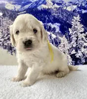 Yellow Girl, a female English Cream Golden Retriever for sale in Etna, CA – Photo 6 of 10
