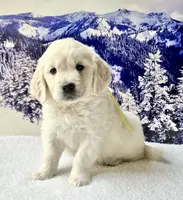 Yellow Girl, a female English Cream Golden Retriever for sale in Etna, CA – Photo 2 of 10