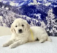 Yellow Girl, a female English Cream Golden Retriever for sale in Etna, CA – Photo 5 of 10
