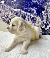 Yellow Girl, a female English Cream Golden Retriever for sale in Etna, CA – Photo 8 of 10