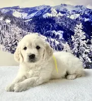 Yellow Girl, a female English Cream Golden Retriever for sale in Etna, CA – Photo 3 of 10