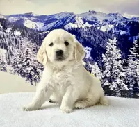 Yellow Girl, a female English Cream Golden Retriever for sale in Etna, CA – Photo 4 of 10