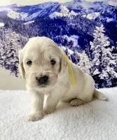 Yellow Girl, a female English Cream Golden Retriever for sale in Etna, CA – Photo 7 of 10