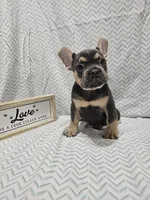 Buddy, a male French Bulldog for sale in Greensburg, IN – 3 of 4