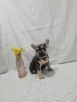 Minnie, a female French Bulldog for sale in Greensburg, IN – 3 of 4