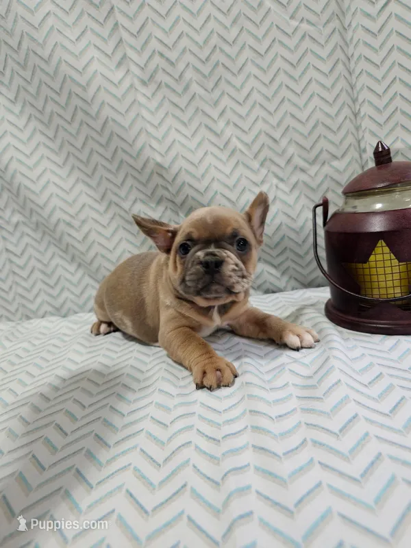 Sammy – French Bulldog puppy for sale in Greensburg, IN