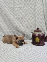 Sammy, a male French Bulldog for sale in Greensburg, IN – Photo 3 of 4
