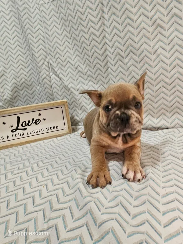 Sammy – French Bulldog puppy for sale in Greensburg, IN