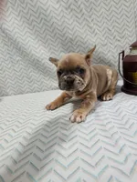 Sammy, a male French Bulldog for sale in Greensburg, IN – Photo 2 of 4