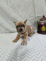 Sammy, a male French Bulldog for sale in Greensburg, IN – Photo 4 of 4