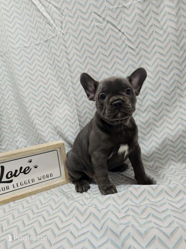 Dolly, a female French Bulldog for sale in Greensburg, IN – 1 of 3