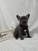 Dolly, a female French Bulldog for sale in Greensburg, IN – 1 of 3