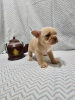 Parker, a male Frenchton for sale in Greensburg, IN – 2 of 4