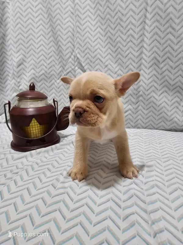 Parker – Frenchton puppy for sale in Greensburg, IN