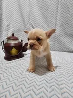 Parker, a male Frenchton for sale in Greensburg, IN – 1 of 4