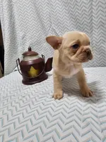 Parker, a male Frenchton for sale in Greensburg, IN – 3 of 4