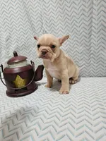 Parker, a male Frenchton for sale in Greensburg, IN – 4 of 4