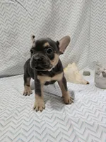 Buddy, a male French Bulldog for sale in Greensburg, IN – 2 of 3