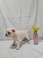 Harper, a female Frenchton for sale in Greensburg, IN – 4 of 5