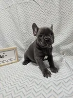 Dolly, a female French Bulldog for sale in Greensburg, IN – 2 of 3