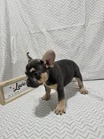 Buddy, a male French Bulldog for sale in Greensburg, IN – 2 of 4