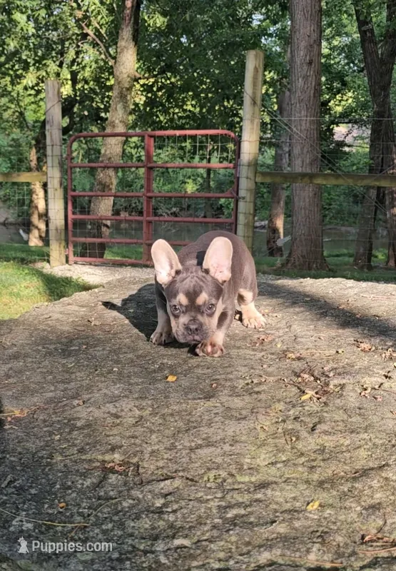 Buddy – French Bulldog puppy for sale in Greensburg, IN