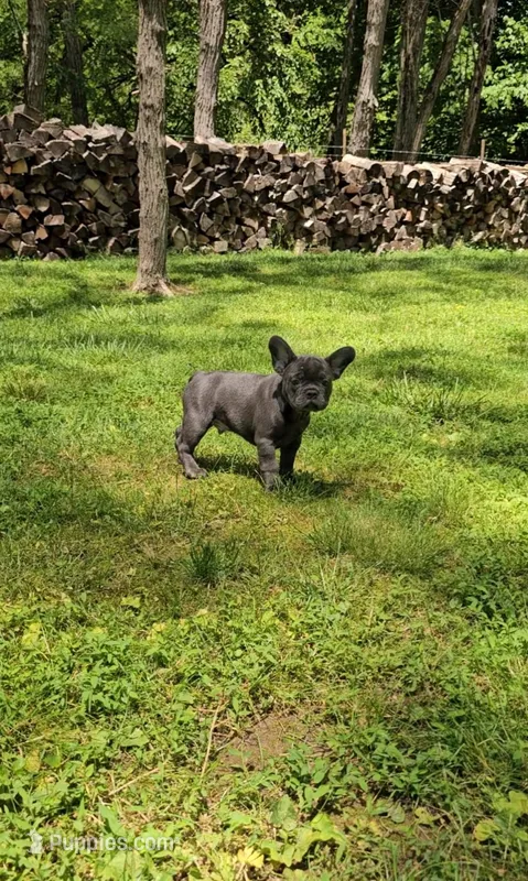 Levi – French Bulldog puppy for sale in Greensburg, IN