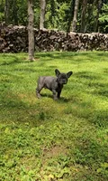 Levi, a male French Bulldog for sale in Greensburg, IN – 1 of 3