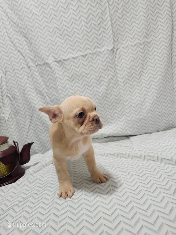 Parker – Frenchton puppy for sale in Greensburg, IN
