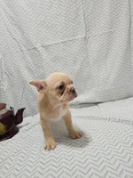 Parker, a male Frenchton for sale in Greensburg, IN – 1 of 4