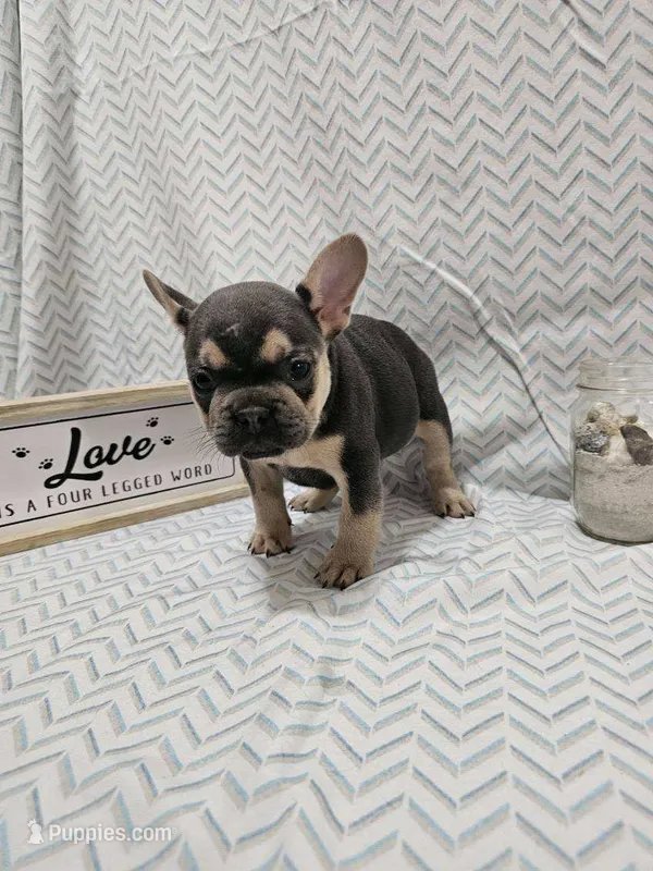 Minnie – French Bulldog puppy for sale in Greensburg, IN