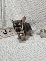 Minnie, a female French Bulldog for sale in Greensburg, IN – 1 of 4