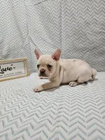 Harper, a female Frenchton for sale in Greensburg, IN – 2 of 4