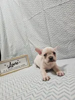 Harper, a female Frenchton for sale in Greensburg, IN – 4 of 4