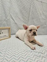 Harper, a female Frenchton for sale in Greensburg, IN – 3 of 4