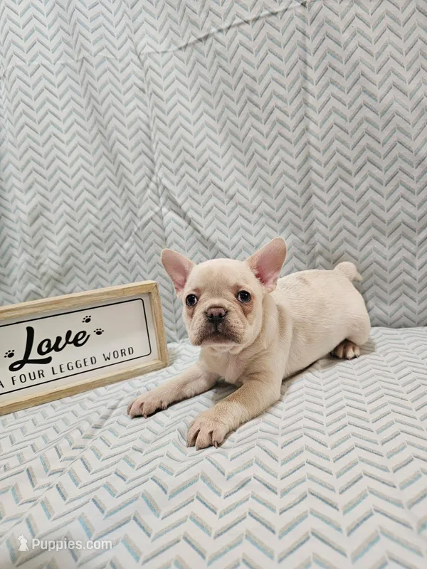 Harper – Frenchton puppy for sale in Greensburg, IN