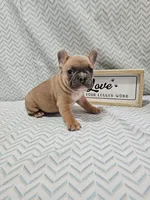 Jake, a male French Bulldog for sale in Greensburg, IN – Photo 4 of 4