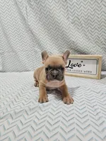 Jake, a male French Bulldog for sale in Greensburg, IN – Photo 3 of 4