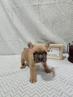 Jake, a male French Bulldog for sale in Greensburg, IN – Photo 2 of 4