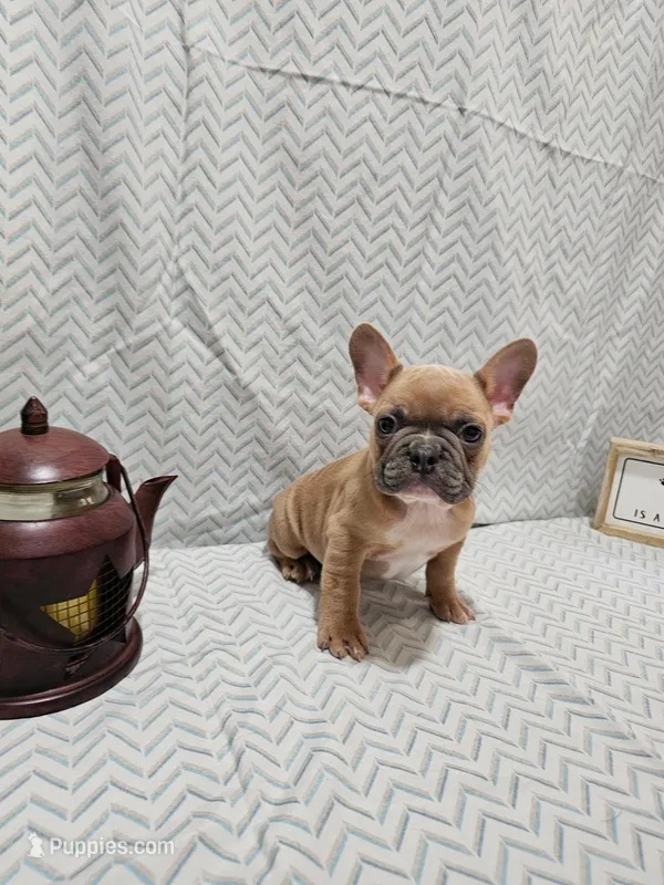 Jake – French Bulldog puppy for sale in Greensburg, IN