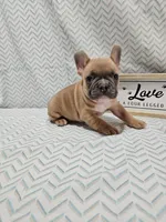 Jake, a male French Bulldog for sale in Greensburg, IN – Photo 1 of 4